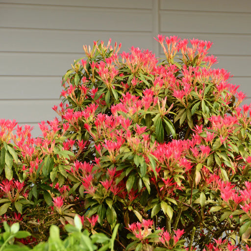 Pieris japonica 'Forest Flame'