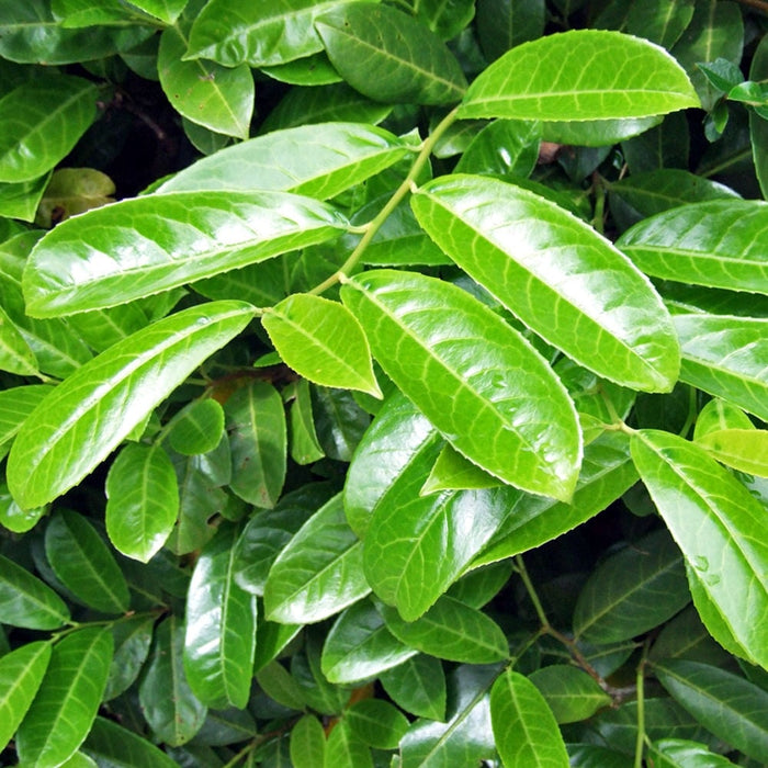 Prunus laurocerasus Rotundifolia | Cherry Laurel (40 Litre 180-200cm Tall)