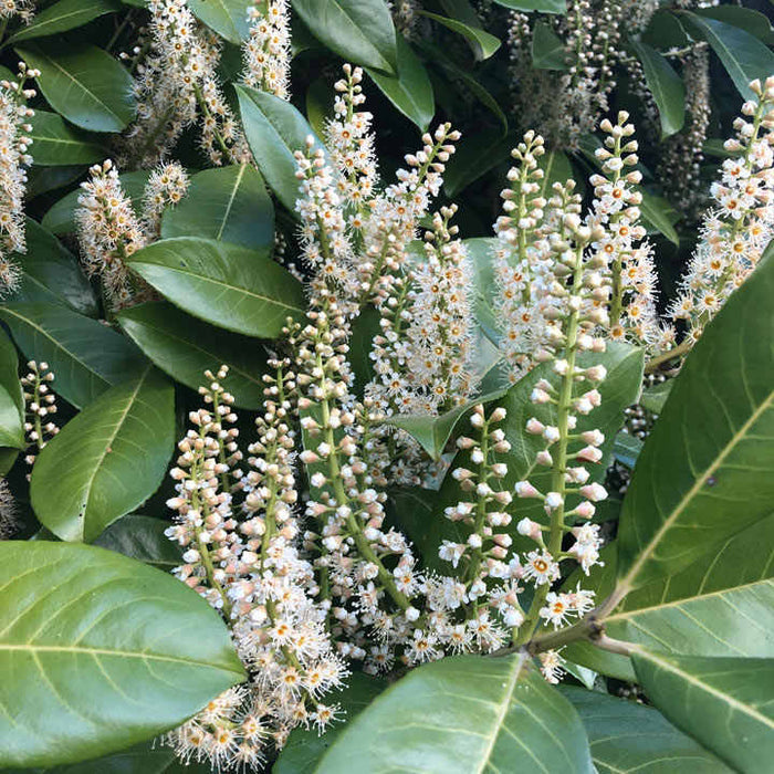 Prunus laurocerasus Rotundifolia | Cherry Laurel (40 Litre 180-200cm Tall)