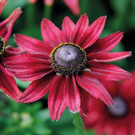 Rudbeckia Hirta 'Cherry Brandy'