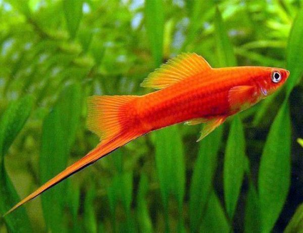 Swordtail Red L