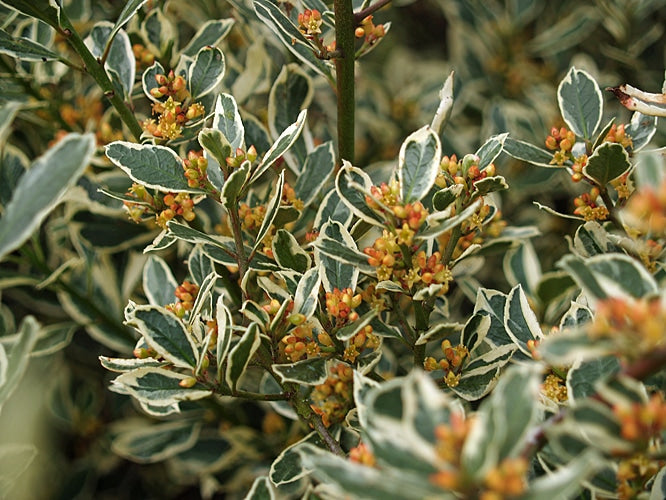 Rhamnus alaternus 'Argenteovariegata' 3L