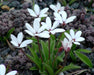 Rhodohypoxis mix