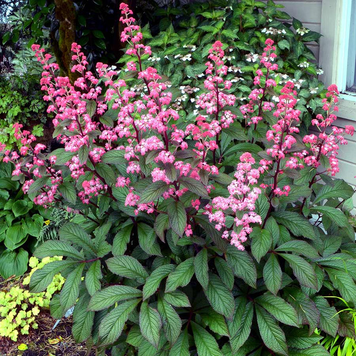 Rodgersia 'Bronze Peacock' (2 Litre)