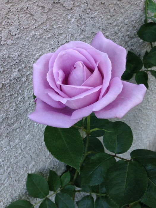 Blue Girl Hybrid Tea Rose 4.5 Litre