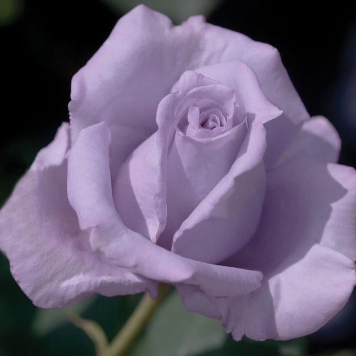 Blue Girl Hybrid Tea Rose 4.5 Litre