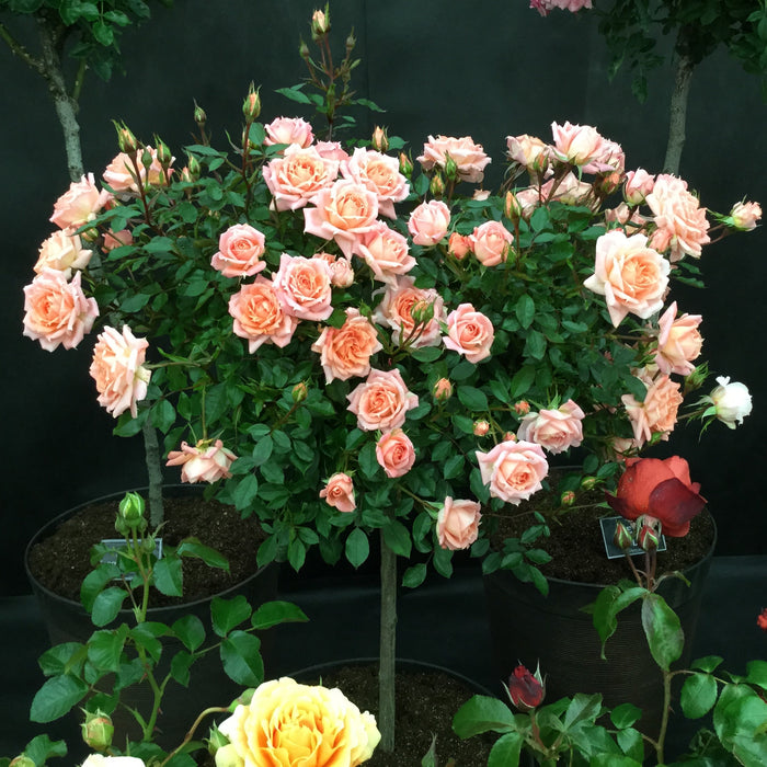 Rosa Flower Power Patio Half Standard Rose 5 Litre