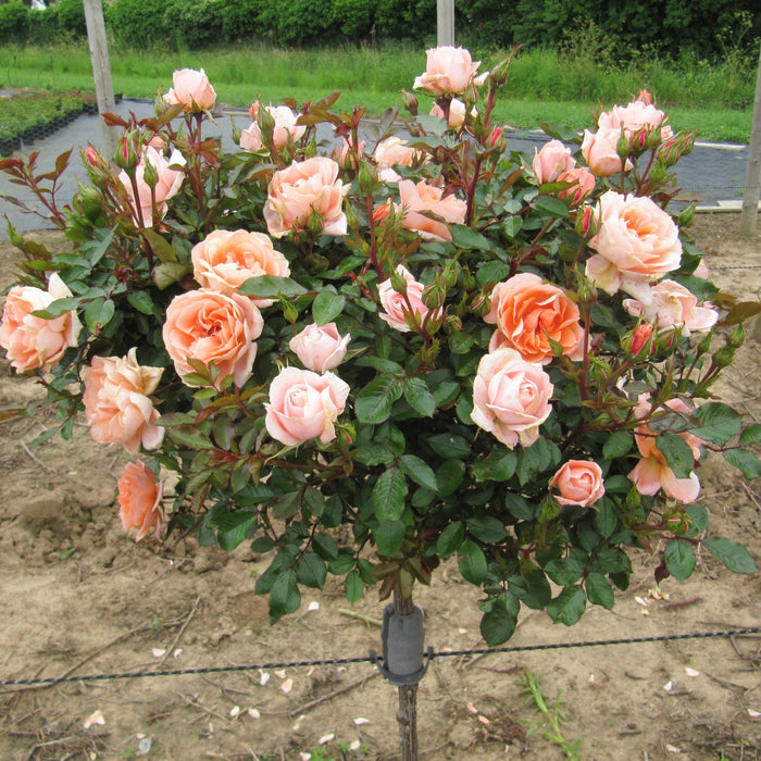 Rosa Flower Power Patio Half Standard Rose 5 Litre