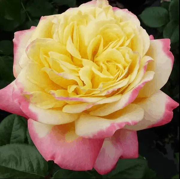 Rosa Kordes Jubilee Hybrid Tea Rose 3.5 Litre