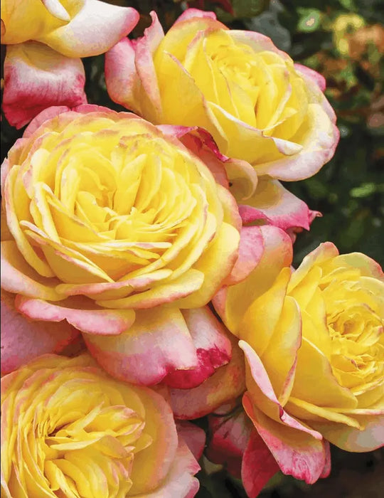 Rosa Kordes Jubilee Hybrid Tea Rose 3.5 Litre