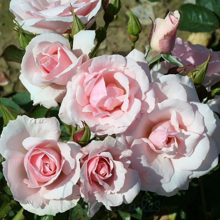 Lovely Bride Patio Half Standard Rose 5 Litre