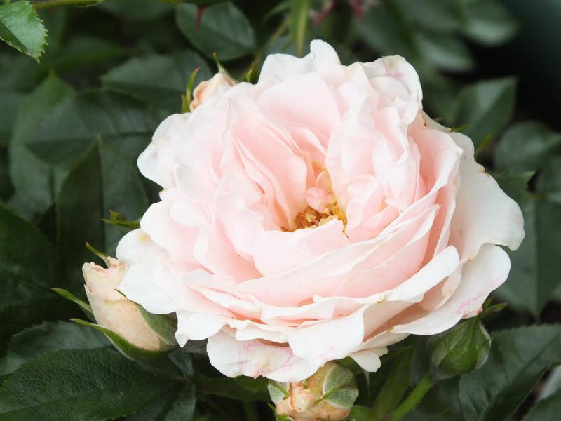 Lovely Bride Patio Half Standard Rose 5 Litre