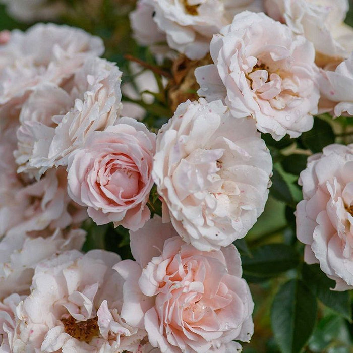 Lovely Bride Patio Half Standard Rose 5 Litre