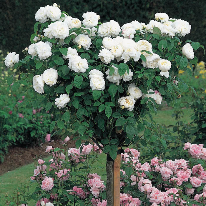 Rosa White Patio Half Standard Rose 5 Litre