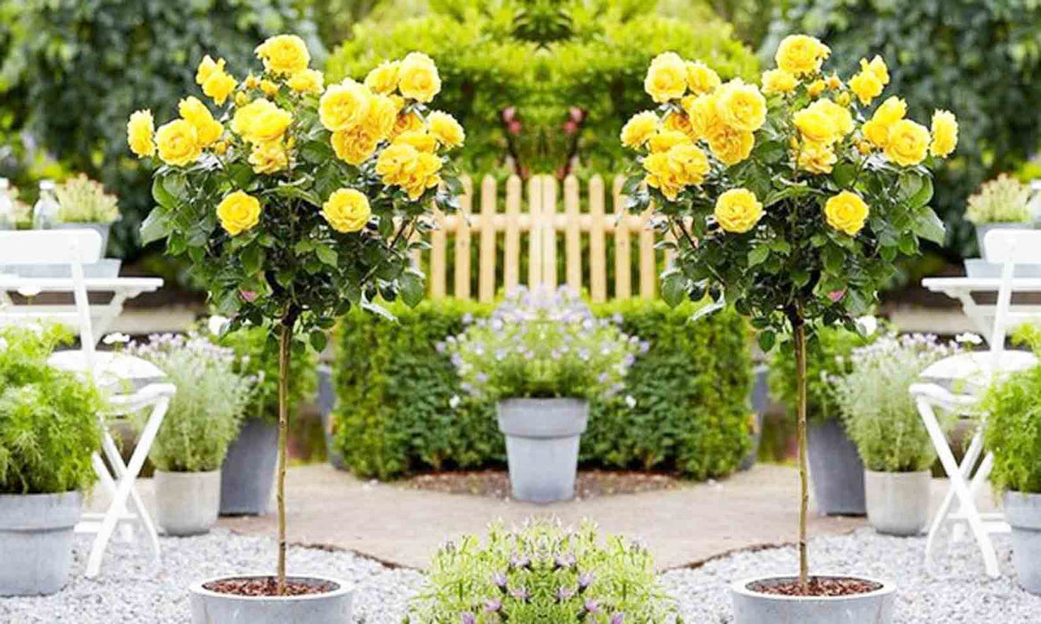 Rosa Yellow Patio Half Standard Rose 5 Litre