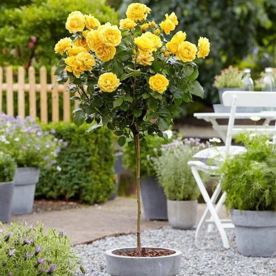 Rosa Yellow Patio Half Standard Rose 5 Litre