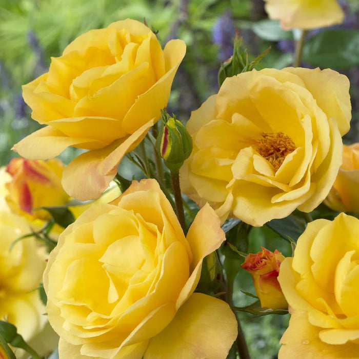 Rosa Yellow Patio Half Standard Rose 5 Litre