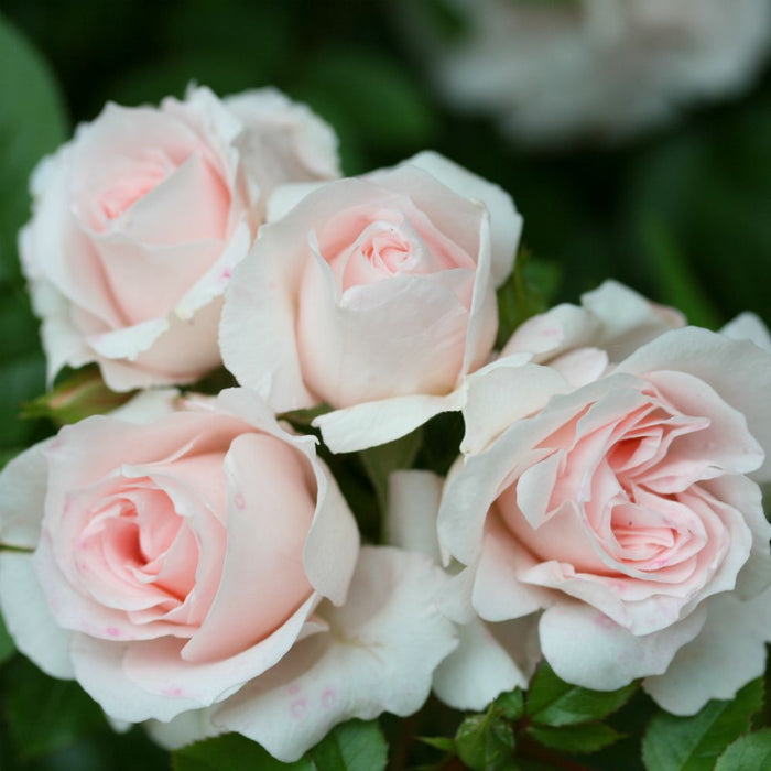 Lovely Bride Patio Rose -  3 Litre