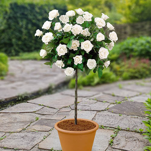 Rosa White Patio Half Standard Rose 5 Litre