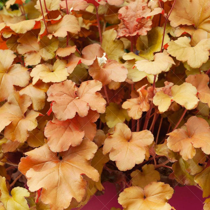 Heuchera 'Caramel' (2 Litre)