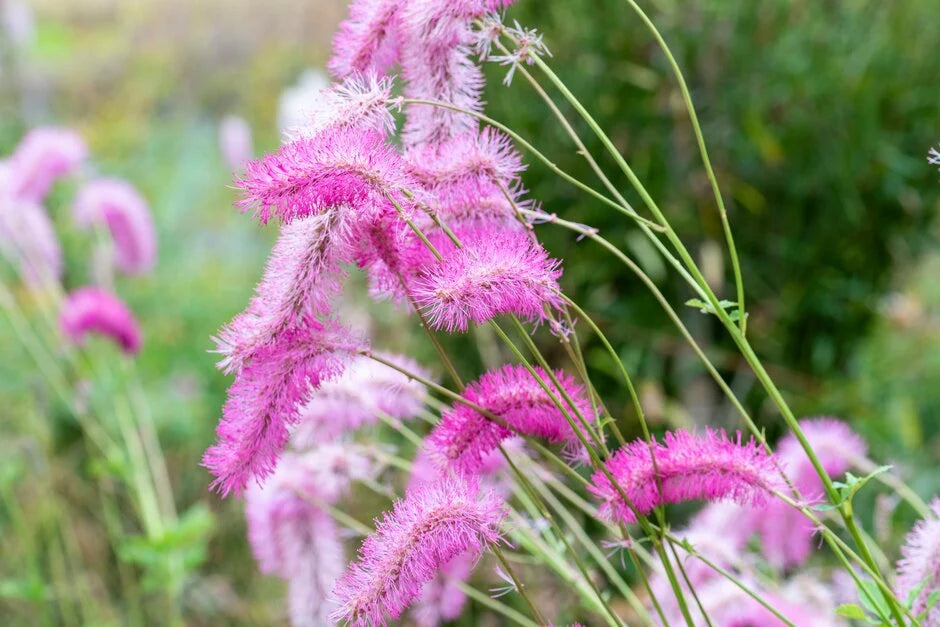 Sanguisorba 'Pink Brushes'