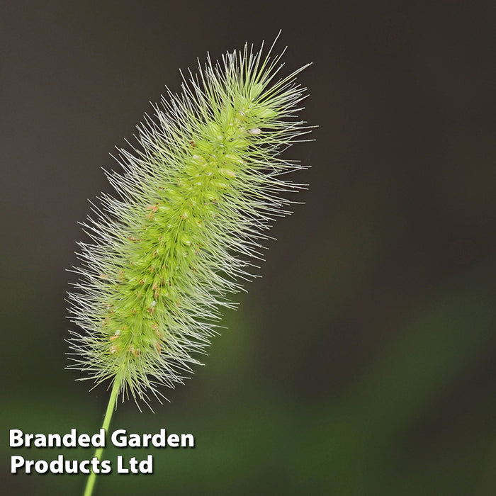 Setaria viridis 'Caramel'