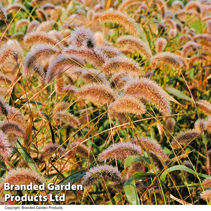 Setaria viridis 'Caramel'