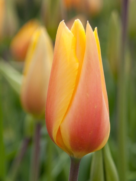 Tulip 'Blushing Lady' (7 Pack)