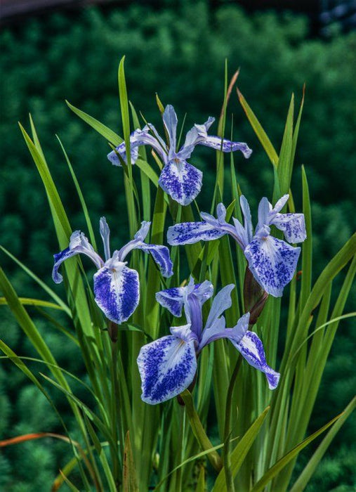 Iris laevigata 'Mottled Beauty'  P9