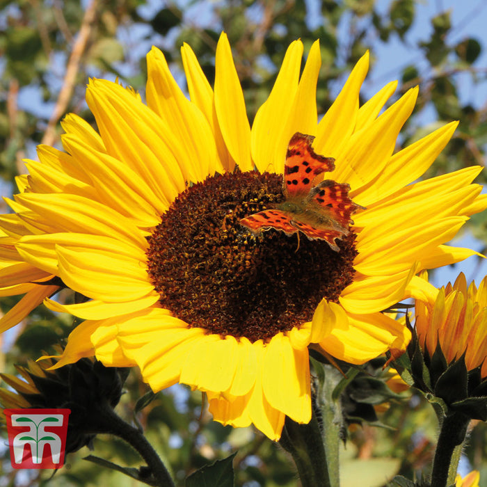 Sunflower 'Russian Giant'