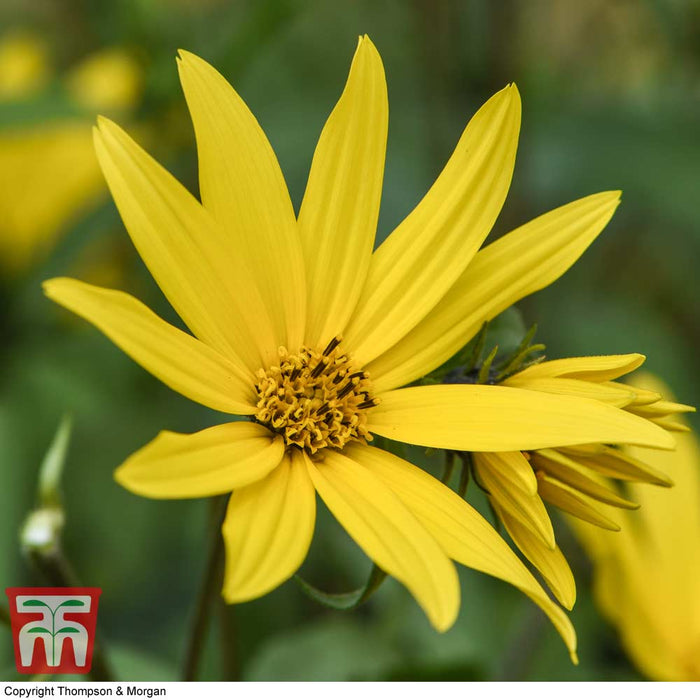 Sunflower Maximiliani 'Early Bird'