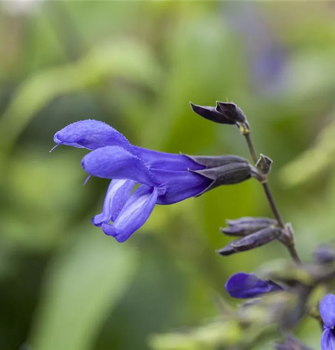 Salvia Guaranitica 'Carines Amazing Blue'