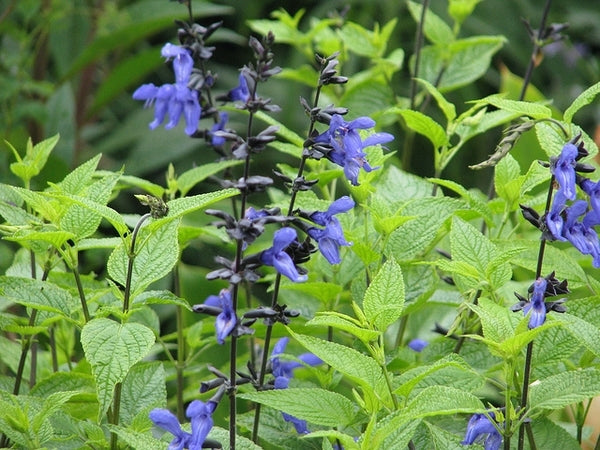 Salvia Guaranitica 'Carines Amazing Blue'