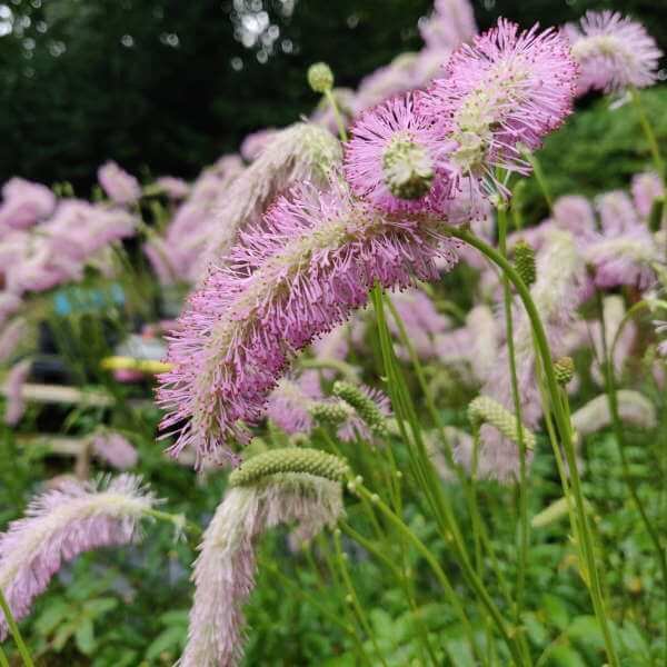 Sanguisorba 'Pink Brushes'