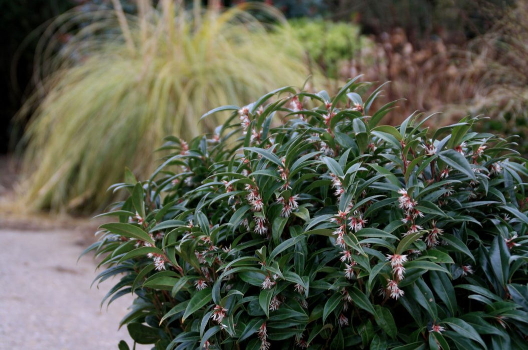 Sarcococca confusa 'Winter Gem' | Fragrant Sweet Box 3LT