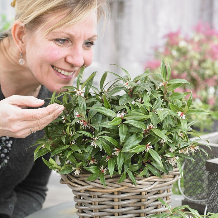 Sarcococca hookeriana 'Winter Gem' | Fragrant Sweet Box (2 Litre)