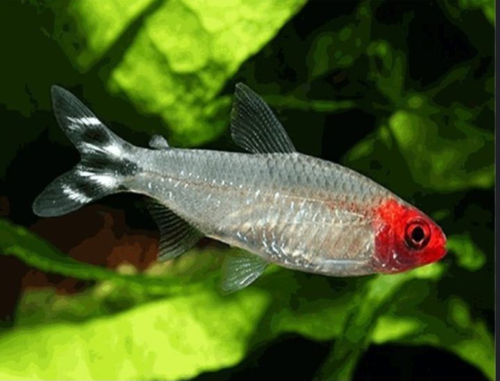 Buy Gourami Products Online in Dublin at Best Prices on desertcart Ireland