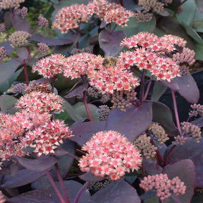 Sedum 'Purple Emperor'