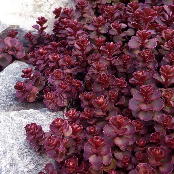 Sedum Mahogany Red 9cm