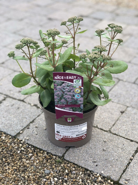 Sedum 'Stewed Rhubarb Mountains' 2L