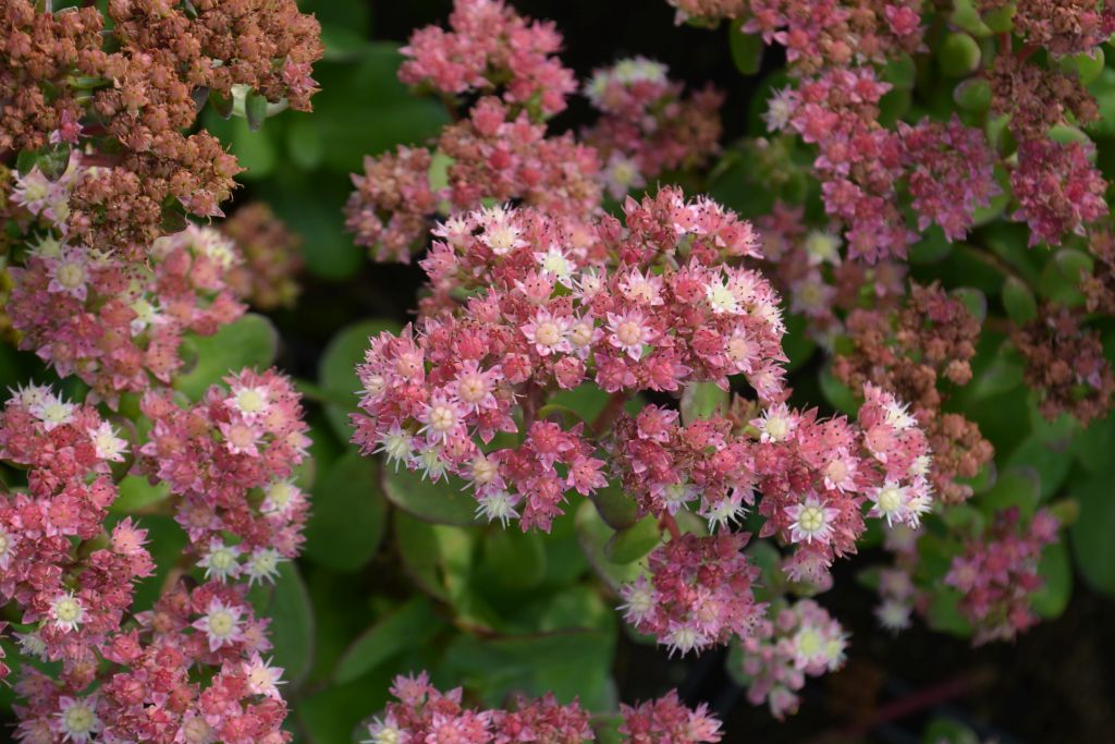 Sedum 'Stewed Rhubarb Mountains' 2L