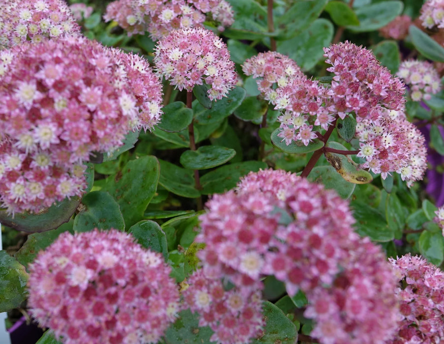 Sedum 'Stewed Rhubarb Mountains' 2L