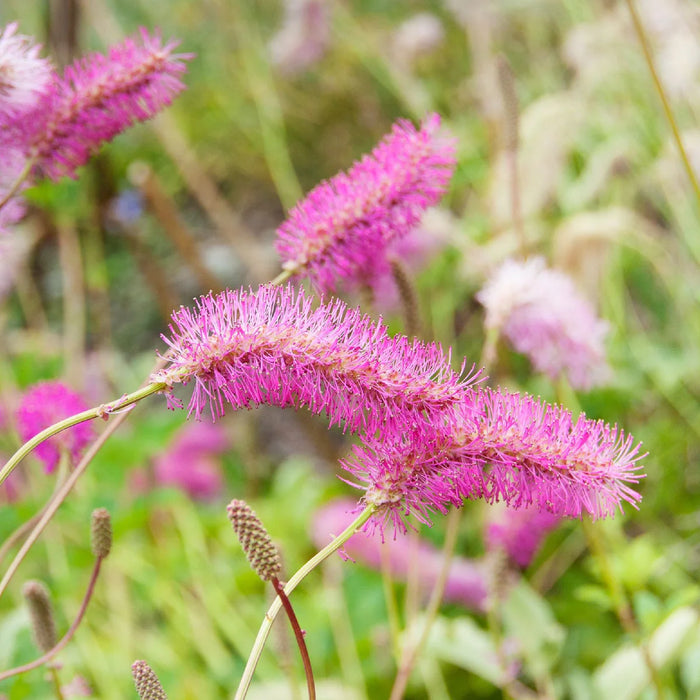 Sanguisorba 'Pink Brushes'