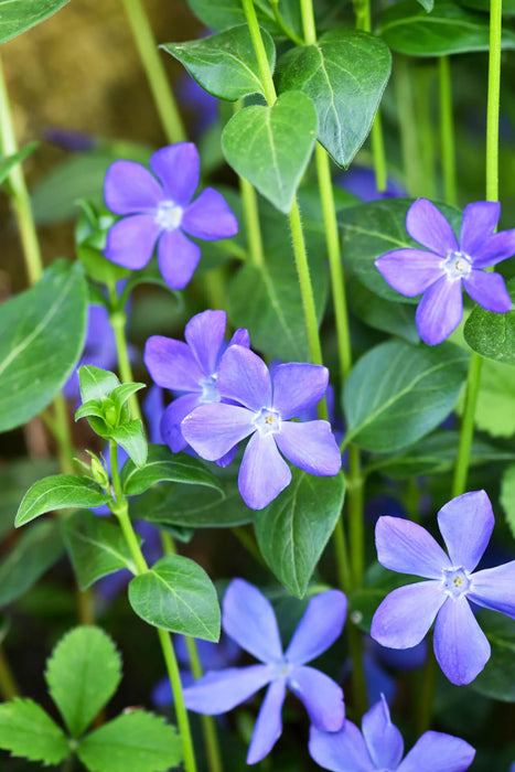 Vinca minor | Lesser Periwinkle (2 Litre)