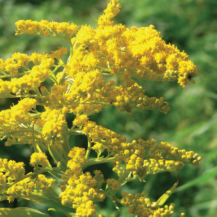 Solidago  canadensis `Goldkind` 3L