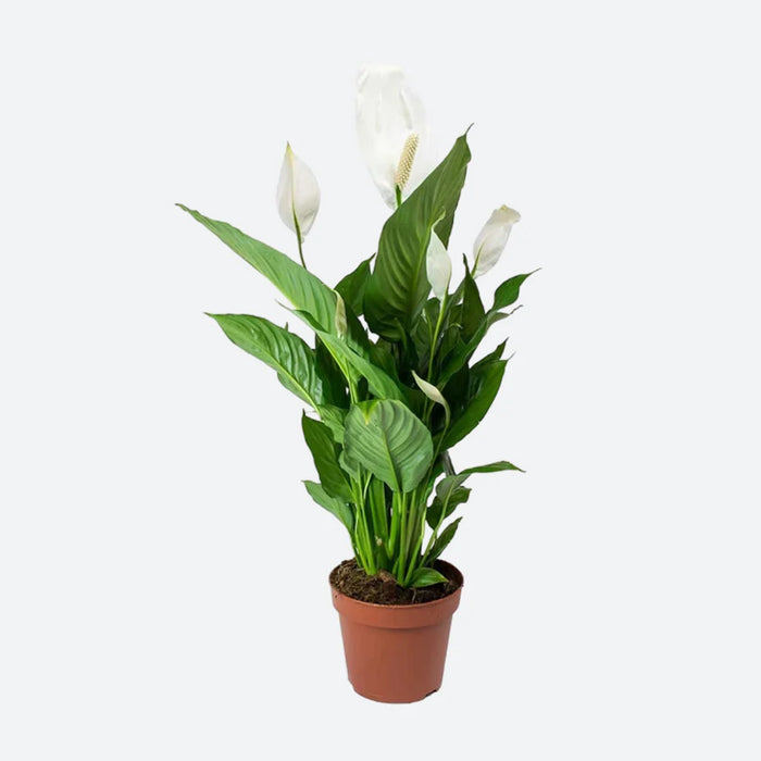 Spathiphyllum 'Sweet Chico' (P13)