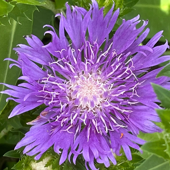 Stokesia 'Mel's Blue'   2L