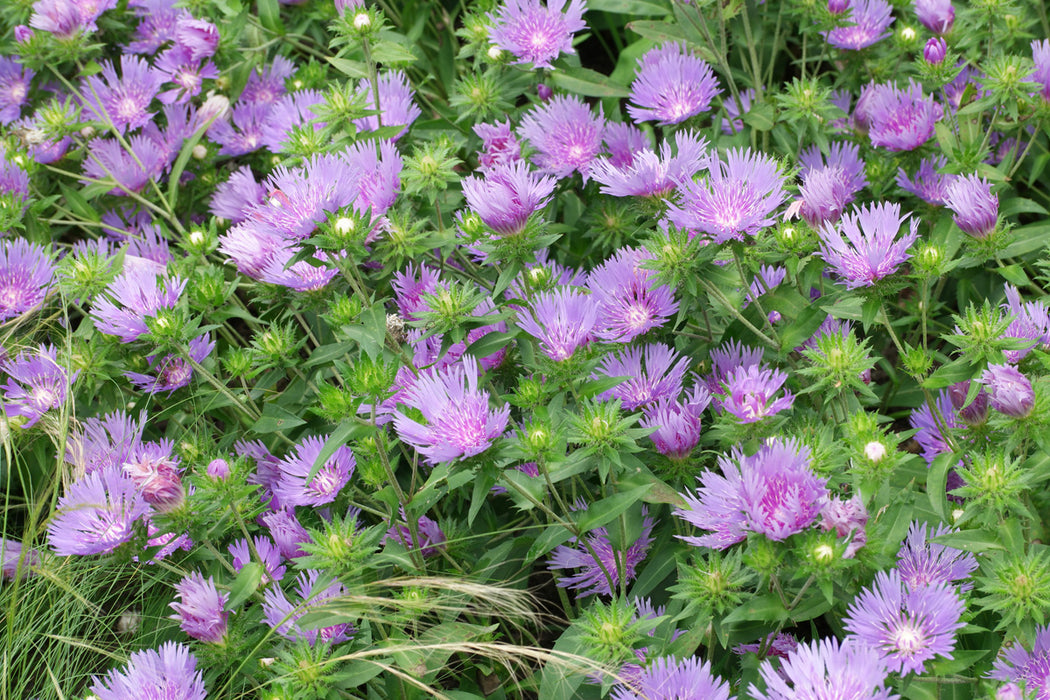 Stokesia 'Mel's Blue'   2L