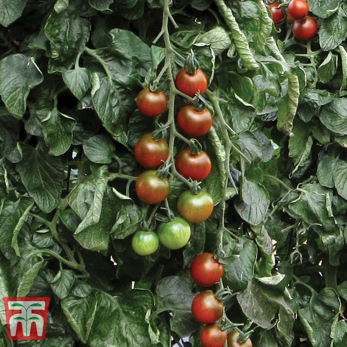 Tomato 'Ruby Falls'