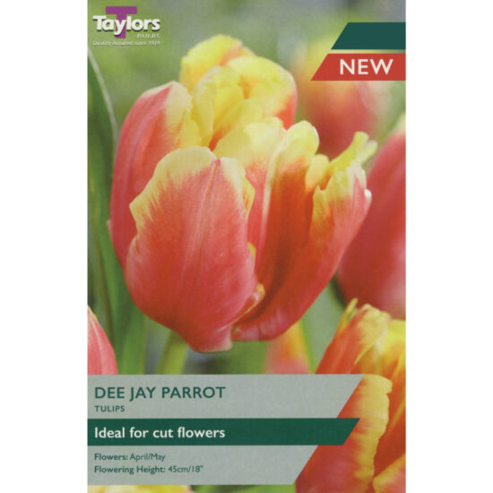 Tulip Dee Jay Parrot (5 pack)